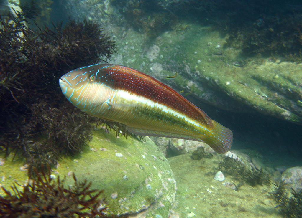 Ophthalmolepis lineolata